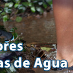 Zapatillas de agua